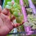 水草浮萍圆心萍净化水质水培绿植庭院办公室鱼虾龟缸造景漂浮