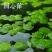 水草浮萍圆心萍净化水质水培绿植庭院办公室鱼虾龟缸造景漂浮