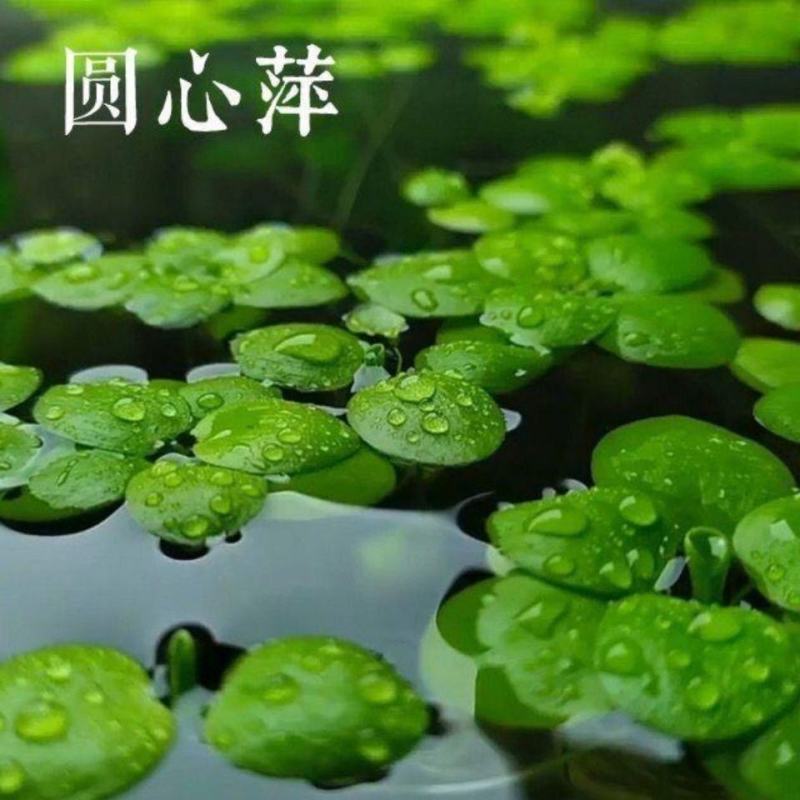 水草浮萍圆心萍净化水质水培绿植庭院办公室鱼虾龟缸造景漂浮