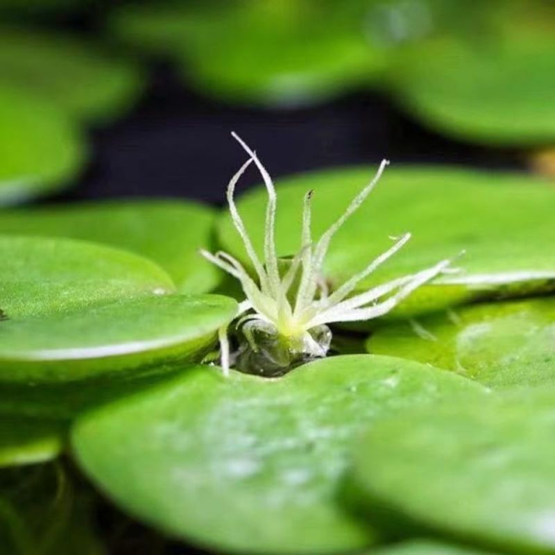 水草浮萍圆心萍净化水质水培绿植庭院办公室鱼虾龟缸造景漂浮