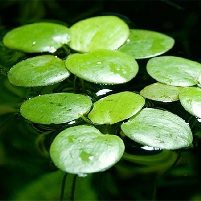 水草浮萍圆心萍净化水质水培绿植庭院办公室鱼虾龟缸造景漂浮