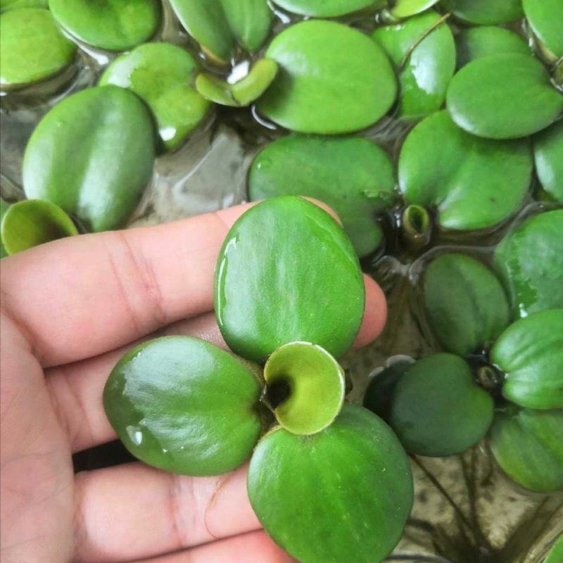 水草浮萍圆心萍净化水质水培绿植庭院办公室鱼虾龟缸造景漂浮