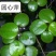 水草浮萍圆心萍净化水质水培绿植庭院办公室鱼虾龟缸造景漂浮