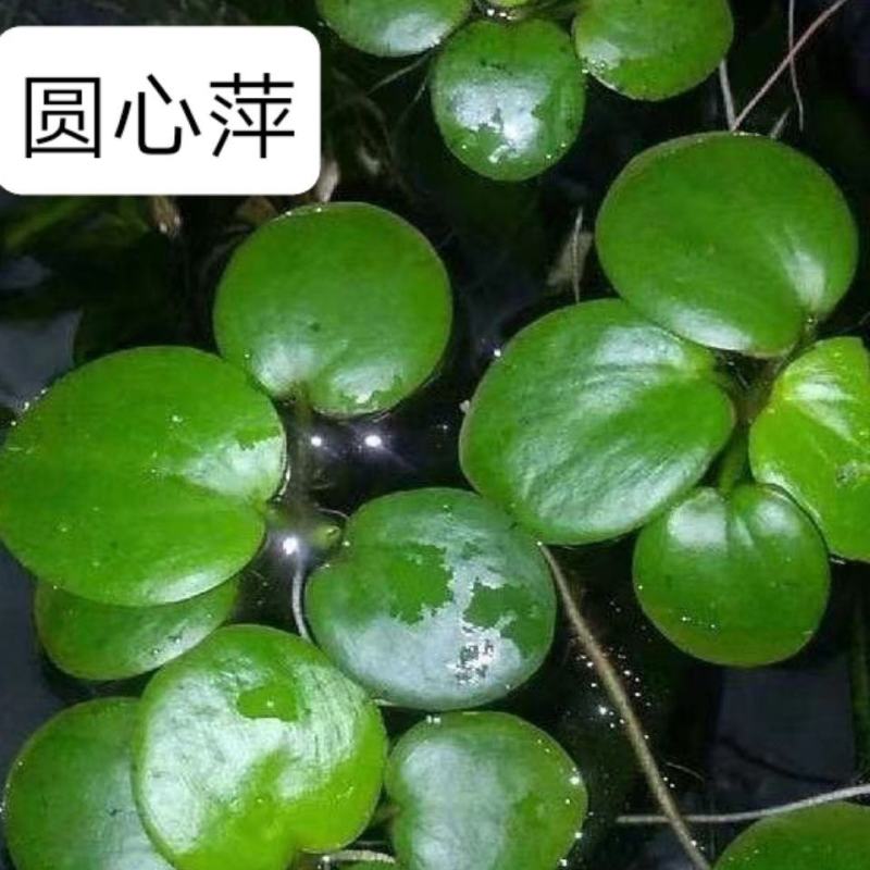 水草浮萍圆心萍净化水质水培绿植庭院办公室鱼虾龟缸造景漂浮