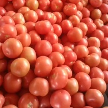 精品小果硬粉西红柿对接电商市场食堂货产地直发