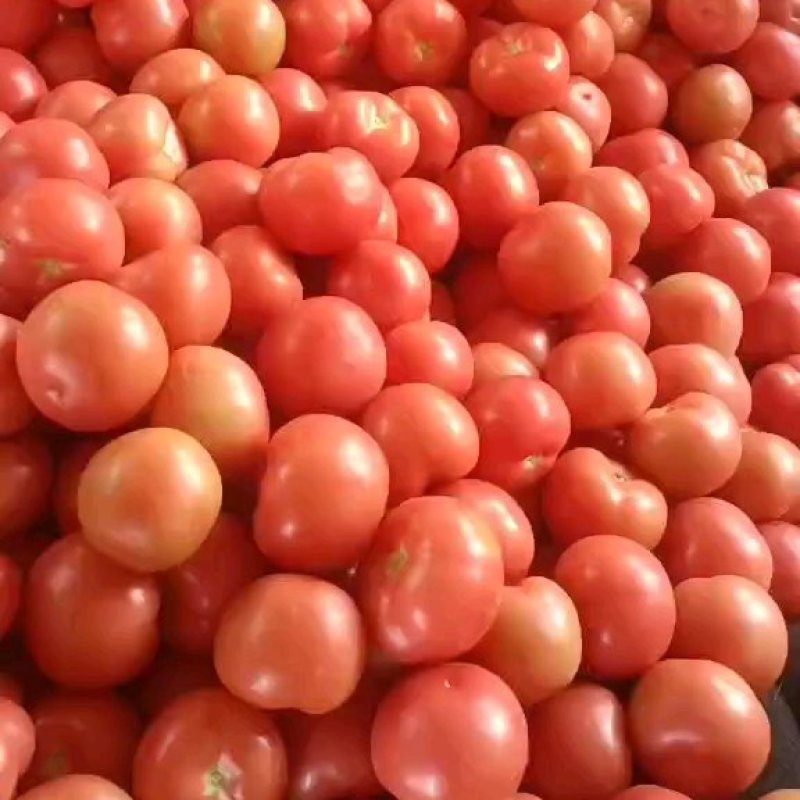 精品小果硬粉西红柿对接电商市场食堂货产地直发