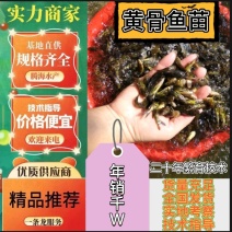 【黄骨鱼苗】孵化基地杂交黄骨鱼苗全国现货批发包回收