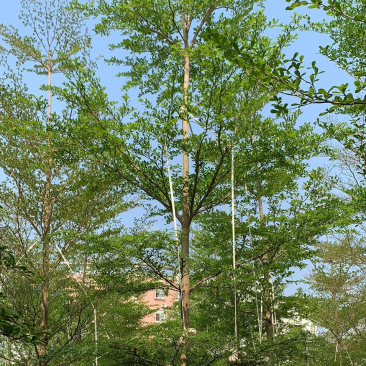 小叶榄仁