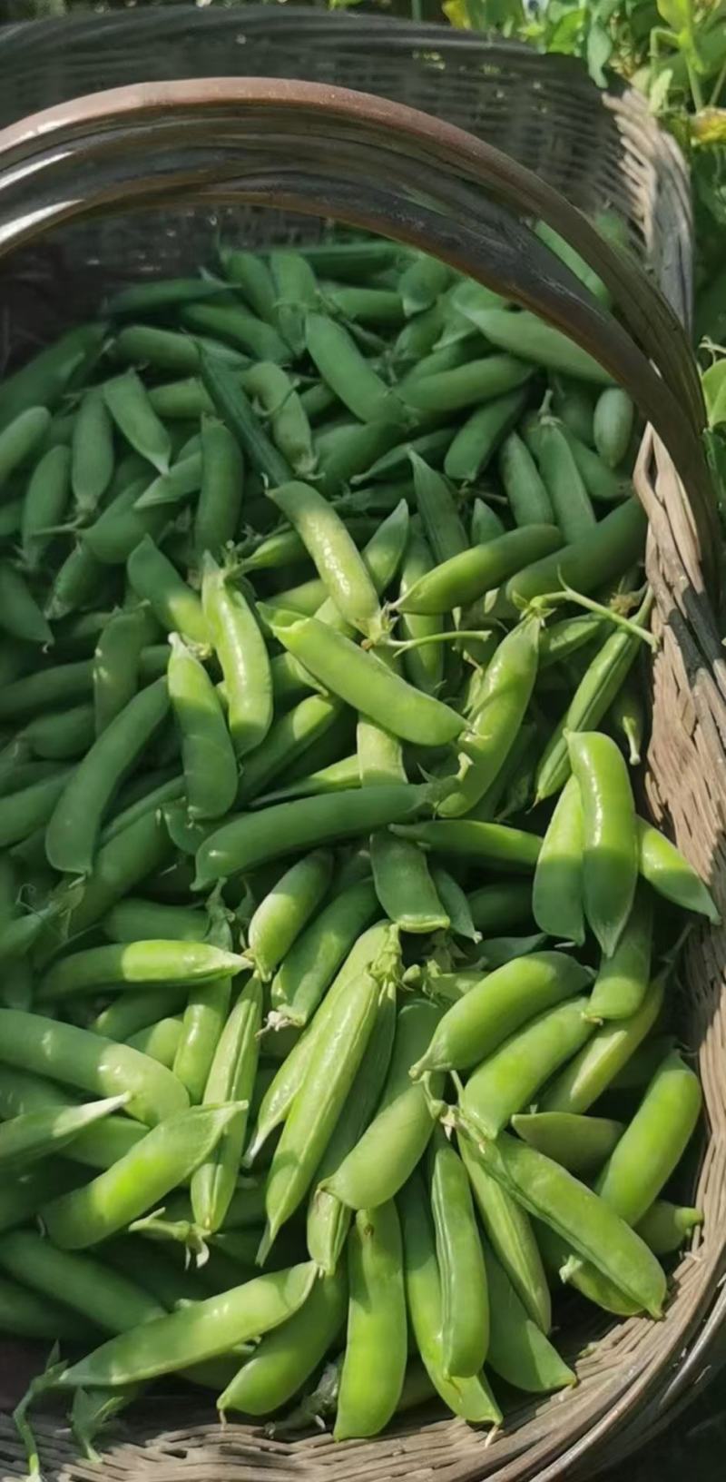 湖北豌豆荚大量上市中，颗粒饱满口感好，价格美丽，欢迎咨询