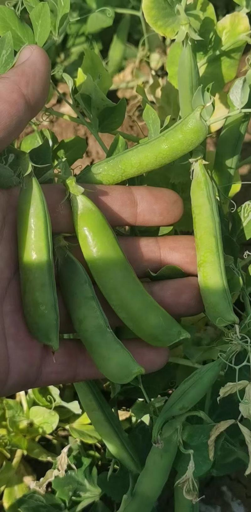 湖北豌豆荚大量上市中，颗粒饱满口感好，价格美丽，欢迎咨询