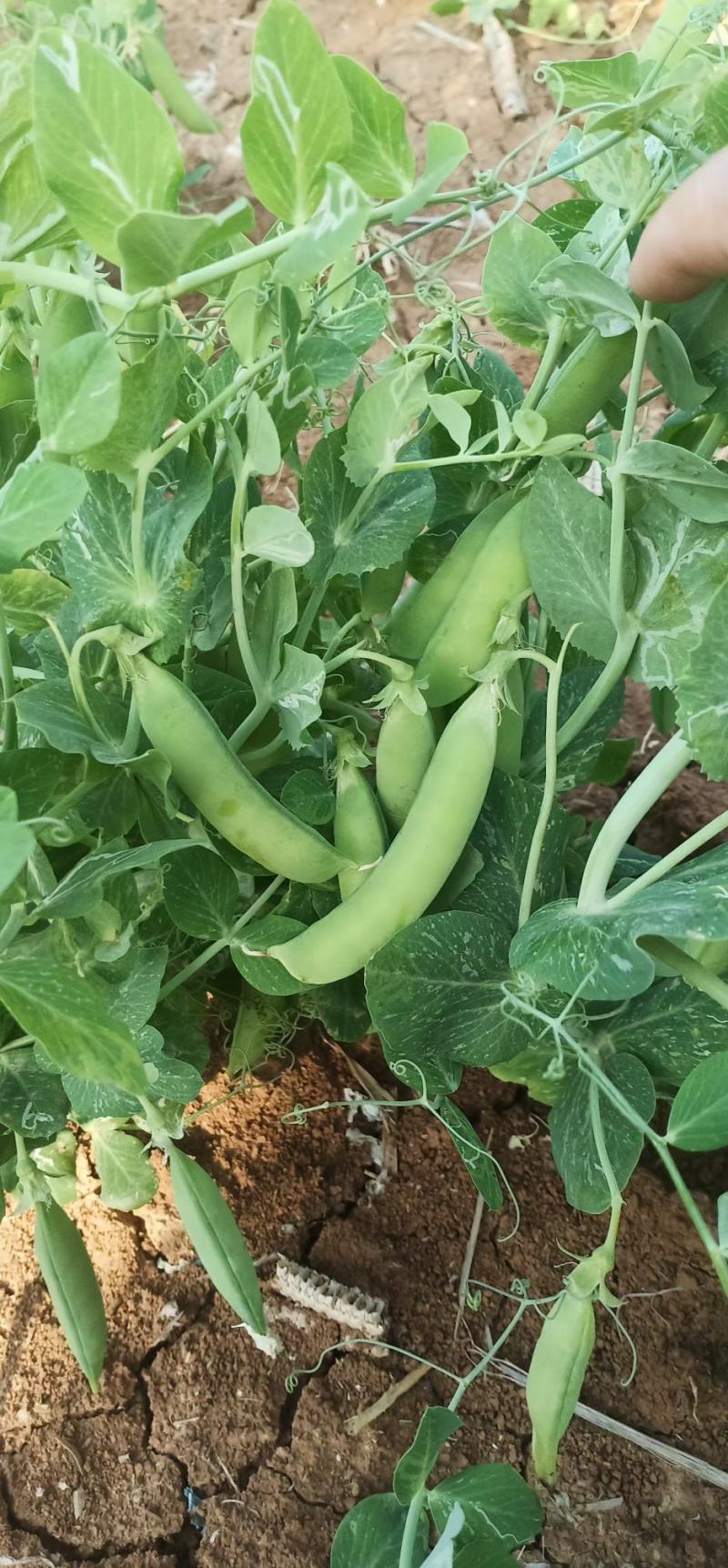 湖北豌豆荚大量上市中，颗粒饱满口感好，价格美丽，欢迎咨询