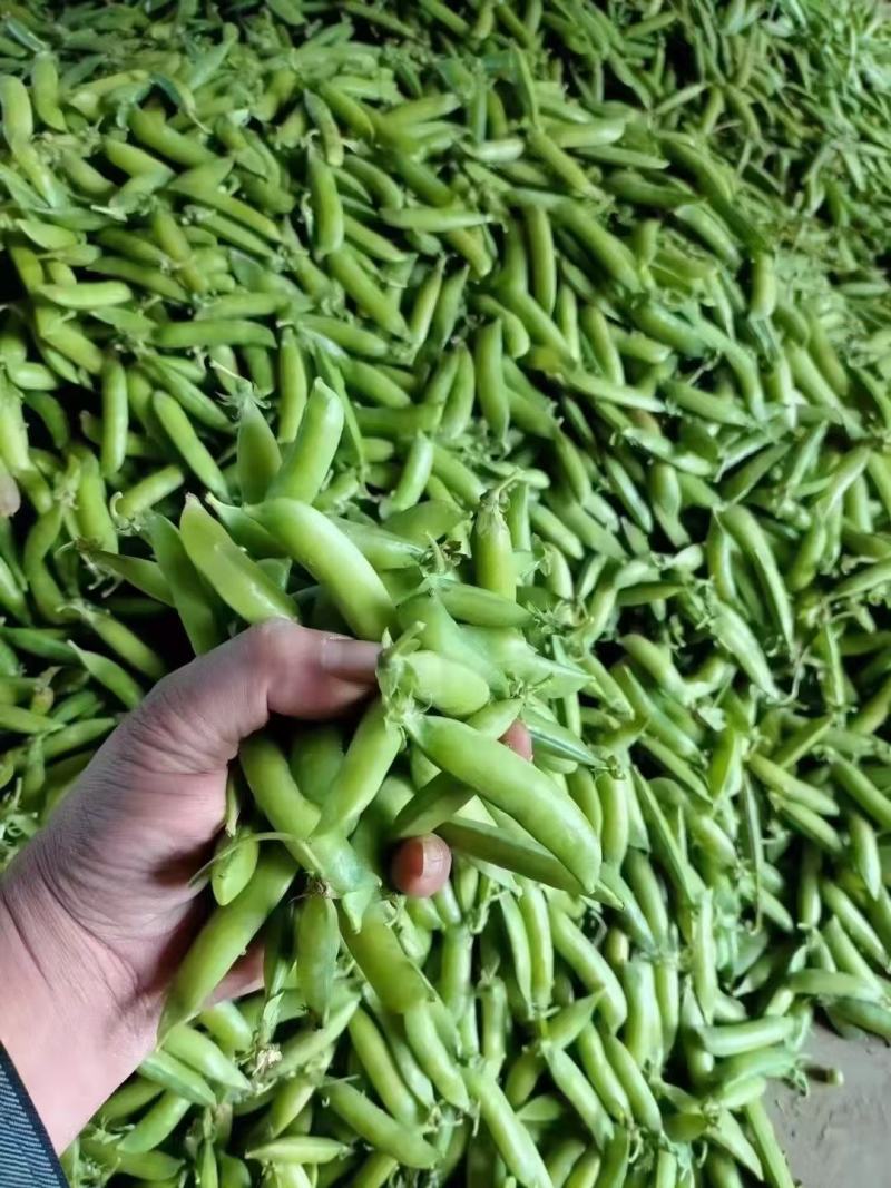 湖北豌豆荚大量上市中，颗粒饱满口感好，价格美丽，欢迎咨询