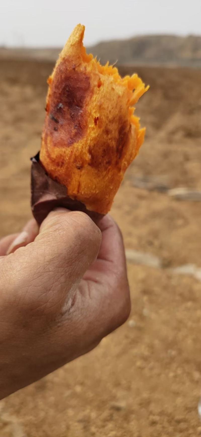 大量地瓜出售济薯26