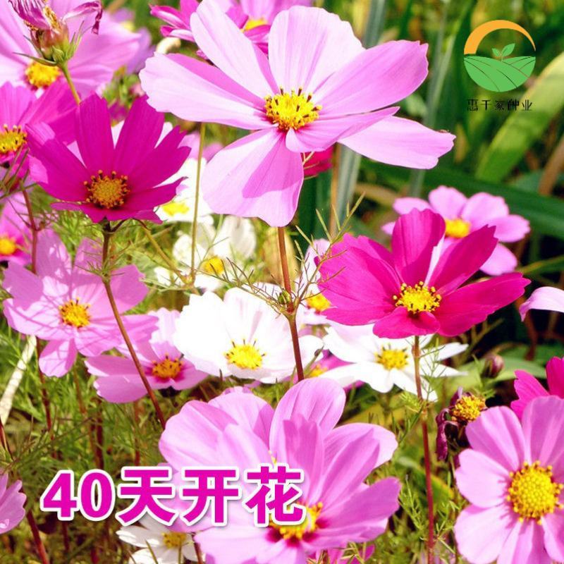 波斯菊种子格桑花扫帚梅种籽提供正规发票保证发芽率可货到