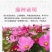 波斯菊种子格桑花扫帚梅种籽提供正规发票保证发芽率可货到