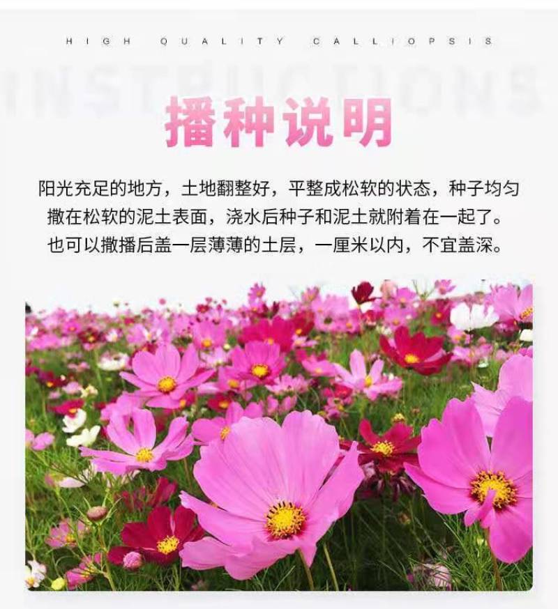 波斯菊种子格桑花扫帚梅种籽提供正规发票保证发芽率可货到