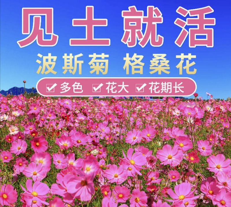 波斯菊种子格桑花扫帚梅种籽提供正规发票保证发芽率可货到