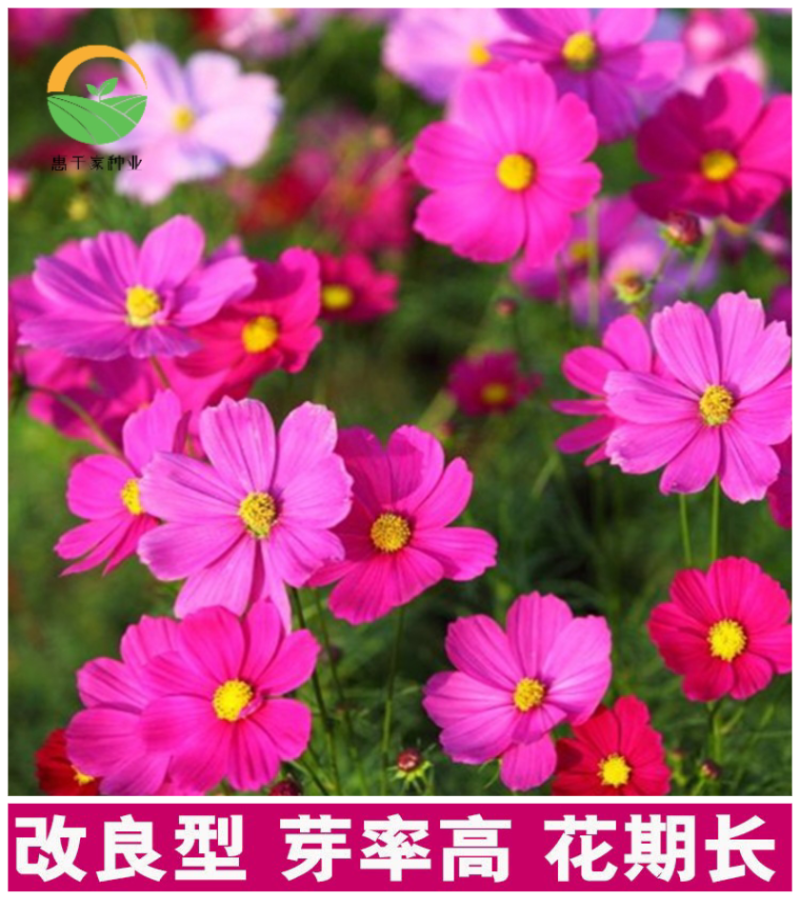 波斯菊种子格桑花扫帚梅种籽提供正规发票保证发芽率可货到
