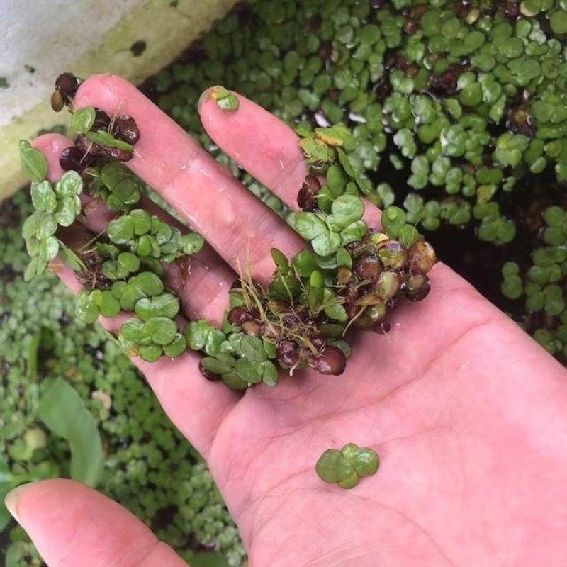 浮萍蝴蝶萍植物造景水草水生芝麻萍鱼缸小乌龟观赏虾