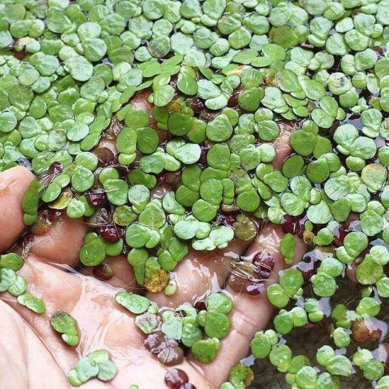 浮萍蝴蝶萍植物造景水草水生芝麻萍鱼缸小乌龟观赏虾