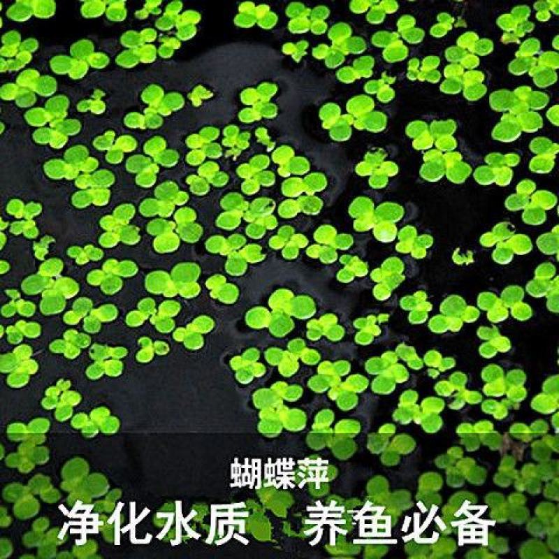浮萍蝴蝶萍植物造景水草水生芝麻萍鱼缸小乌龟观赏虾