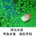 浮萍蝴蝶萍植物造景水草水生芝麻萍鱼缸小乌龟观赏虾
