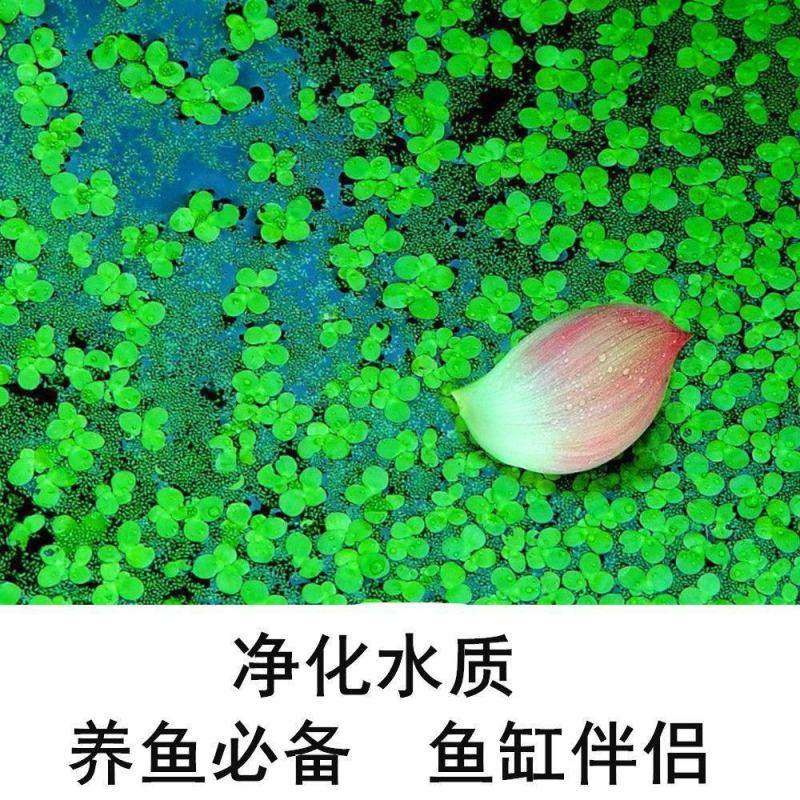 浮萍蝴蝶萍植物造景水草水生芝麻萍鱼缸小乌龟观赏虾