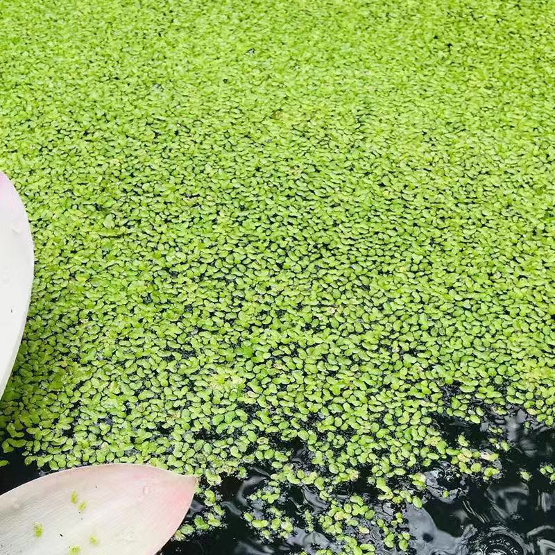 浮萍蝴蝶萍植物造景水草水生芝麻萍鱼缸小乌龟观赏虾