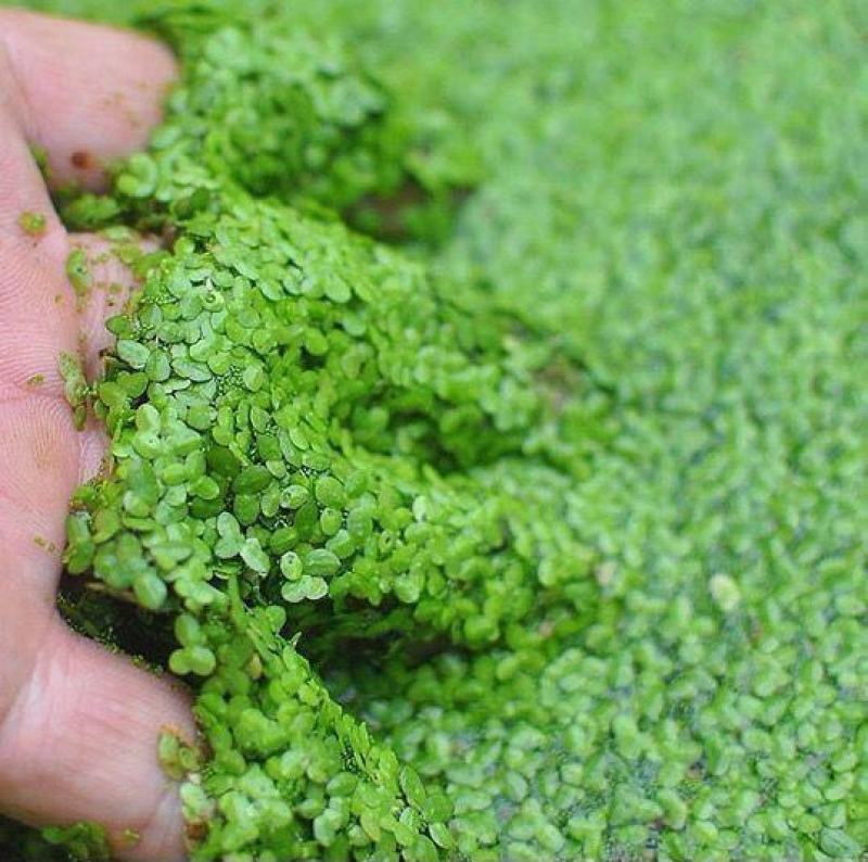浮萍蝴蝶萍植物造景水草水生芝麻萍鱼缸小乌龟观赏虾
