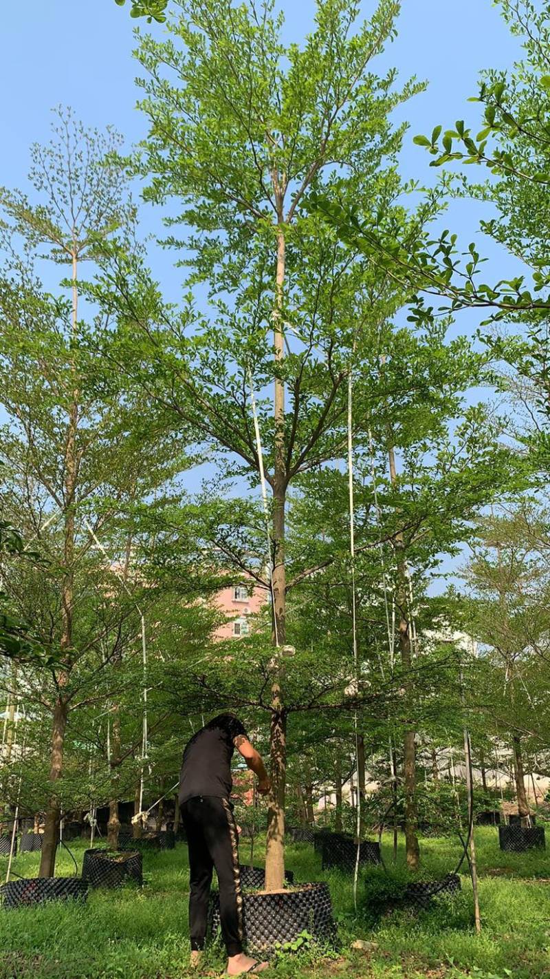 小叶榄仁