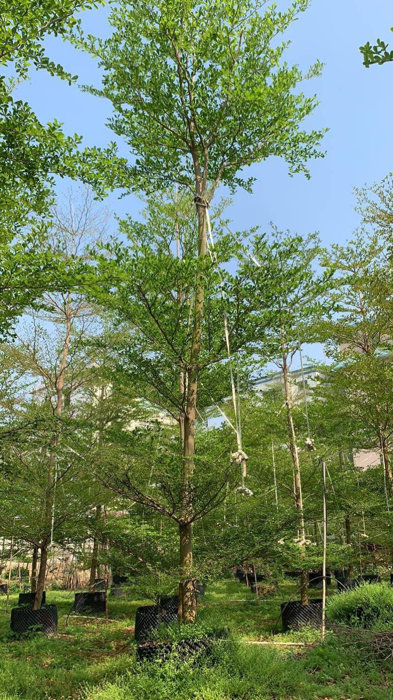 小叶榄仁