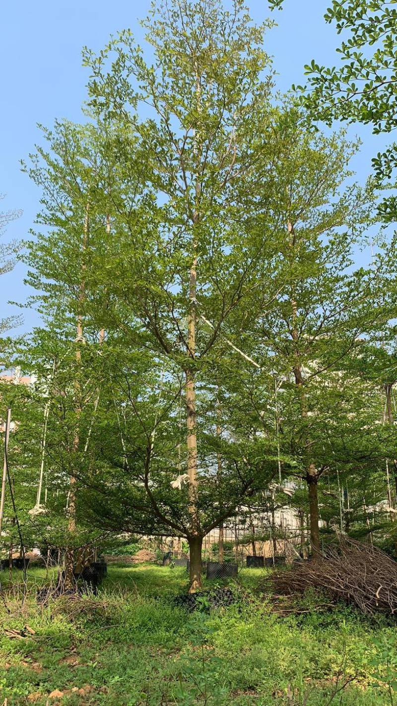 小叶榄仁