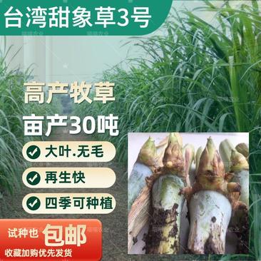台湾甜象草3号种节高产牧草牧草种子多年生无毛耐寒耐旱杭东
