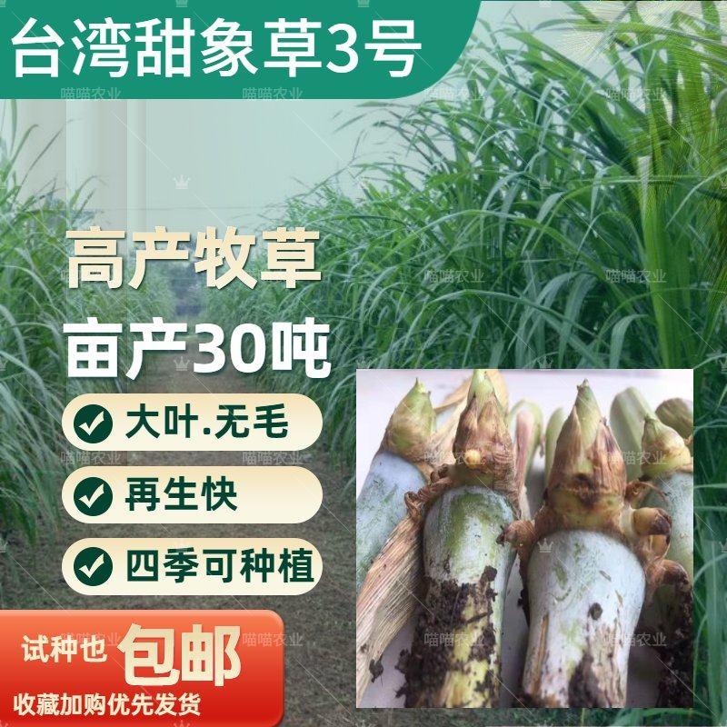 台湾甜象草3号种节高产牧草牧草种子多年生无毛耐寒耐旱杭东