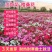 波斯菊花种子格桑花种子混色野花组合种子庭院景观花种子包邮
