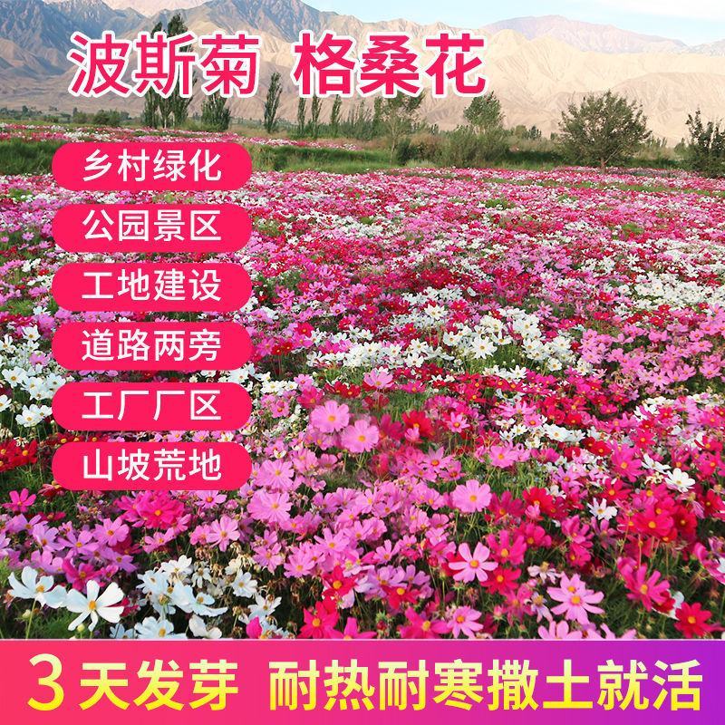 波斯菊花种子格桑花种子混色野花组合种子庭院景观花种子包邮
