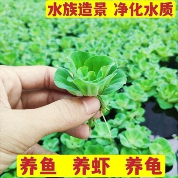 牡丹萍浮萍水草水培水生植物花卉养龟鱼虾缸净化水质微景观绿