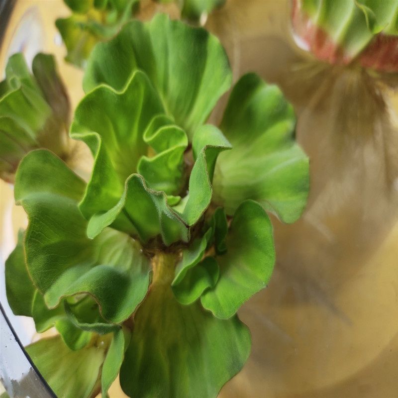 牡丹萍浮萍水草水培水生植物花卉养龟鱼虾缸净化水质微景观绿