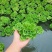 牡丹萍浮萍水草水培水生植物花卉养龟鱼虾缸净化水质微景观绿