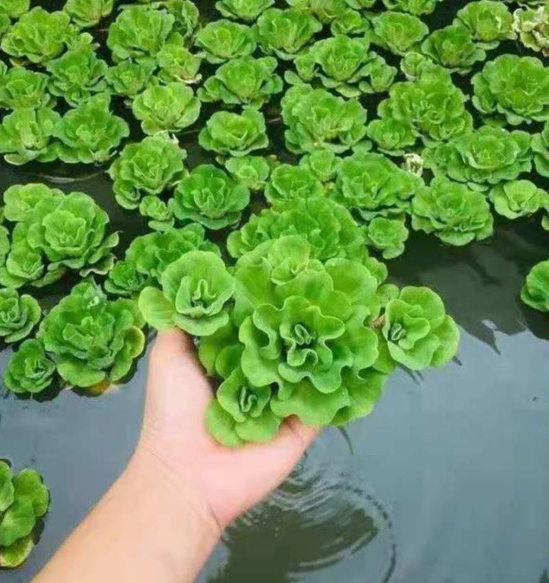 牡丹萍浮萍水草水培水生植物花卉养龟鱼虾缸净化水质微景观绿