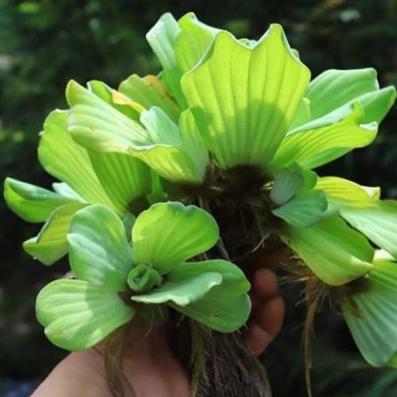 牡丹萍浮萍水草水培水生植物花卉养龟鱼虾缸净化水质微景观绿