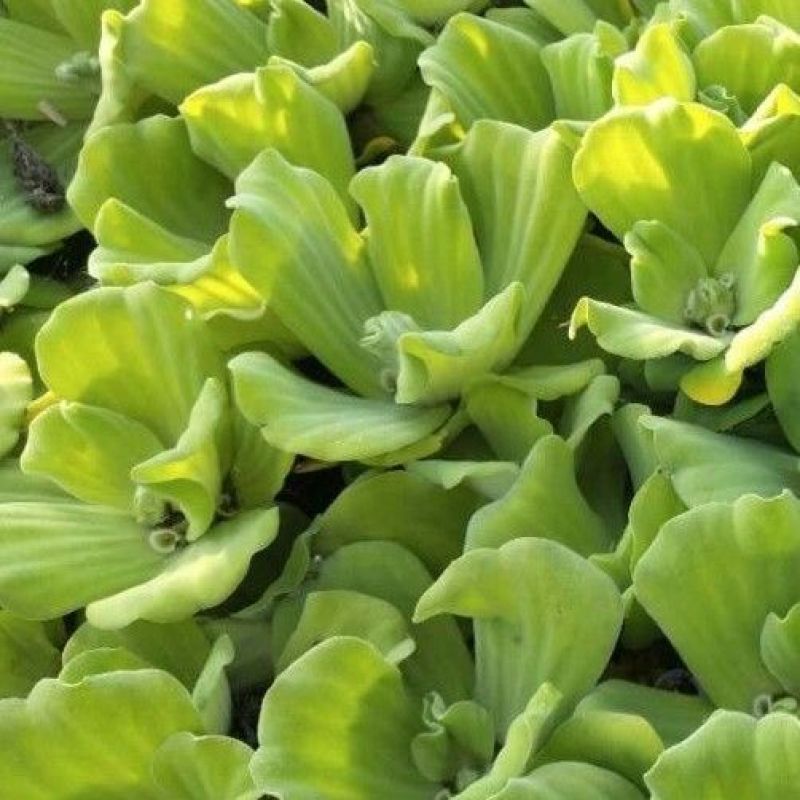 牡丹萍浮萍水草水培水生植物花卉养龟鱼虾缸净化水质微景观绿