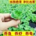 牡丹萍浮萍水草水培水生植物花卉养龟鱼虾缸净化水质微景观绿