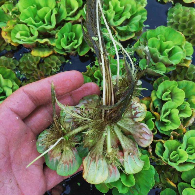 牡丹萍浮萍水草水培水生植物花卉养龟鱼虾缸净化水质微景观绿