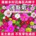 波斯菊花种子格桑花种子混色野花组合种子庭院景观花种子包邮
