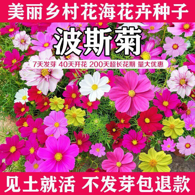 波斯菊花种子格桑花种子混色野花组合种子庭院景观花种子包邮