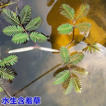 水生含羞草水培盆栽植物花卉净化水质微造景观室内外四季绿植