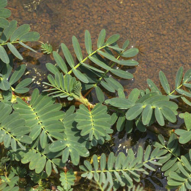 水生含羞草水培盆栽植物花卉净化水质微造景观室内外四季绿植
