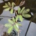 水生含羞草水培盆栽植物花卉净化水质微造景观室内外四季绿植