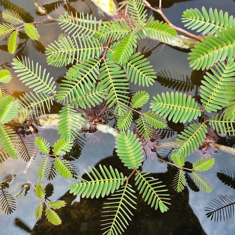 水生含羞草水培盆栽植物花卉净化水质微造景观室内外四季绿植